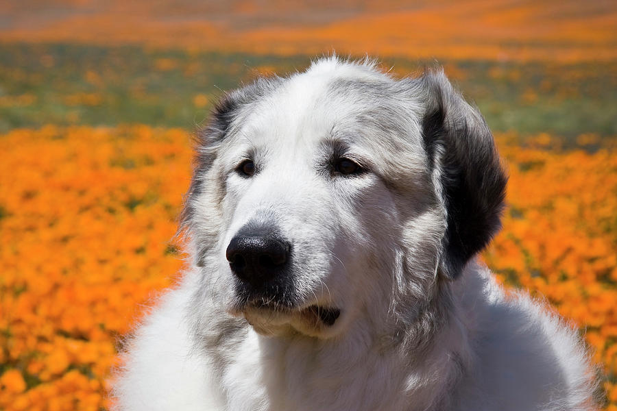 Flower Photograph - Portrait Of A Great Pyrenees Standing by Zandria Muench Beraldo