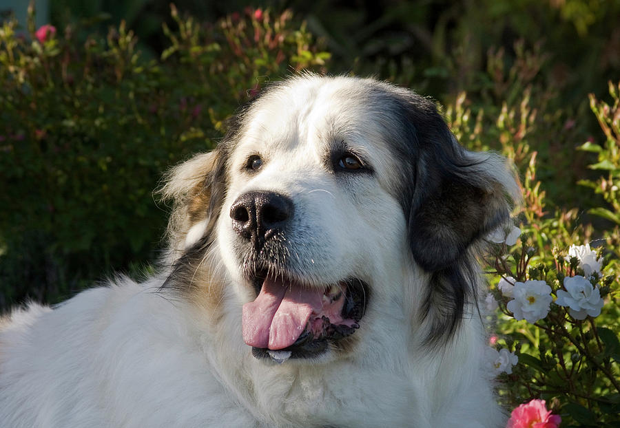Adult Photograph - Portrait Of A Great Pyrenees by Zandria Muench Beraldo Adult Photograph - Portrait Of A Great Pyrenees by Zandria Muench Beraldo