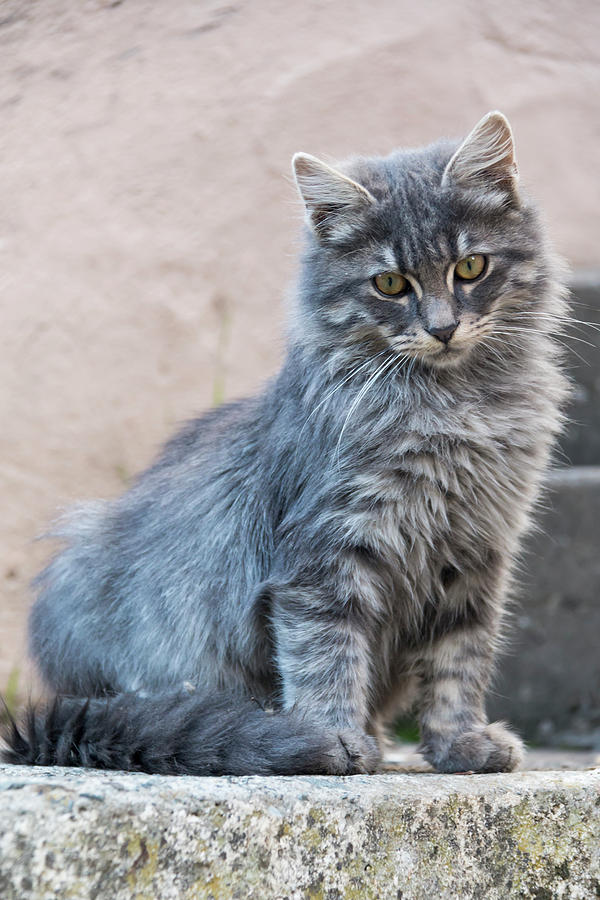 Portrait Of A Grey Cat Stands On A Step Photograph