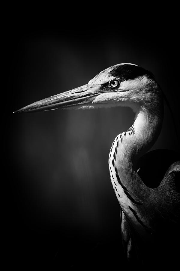 Bird Photograph - Portrait of a Grey heron by Wild Artistic