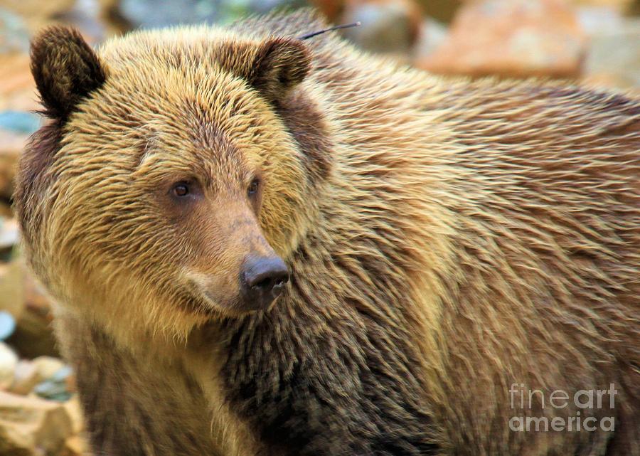 Portrait Of A Grizzly Photograph by Adam Jewell