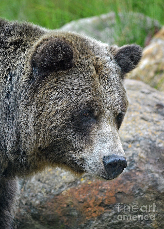 Portrait of a Grizzly Bear Photograph by Jim Fitzpatrick