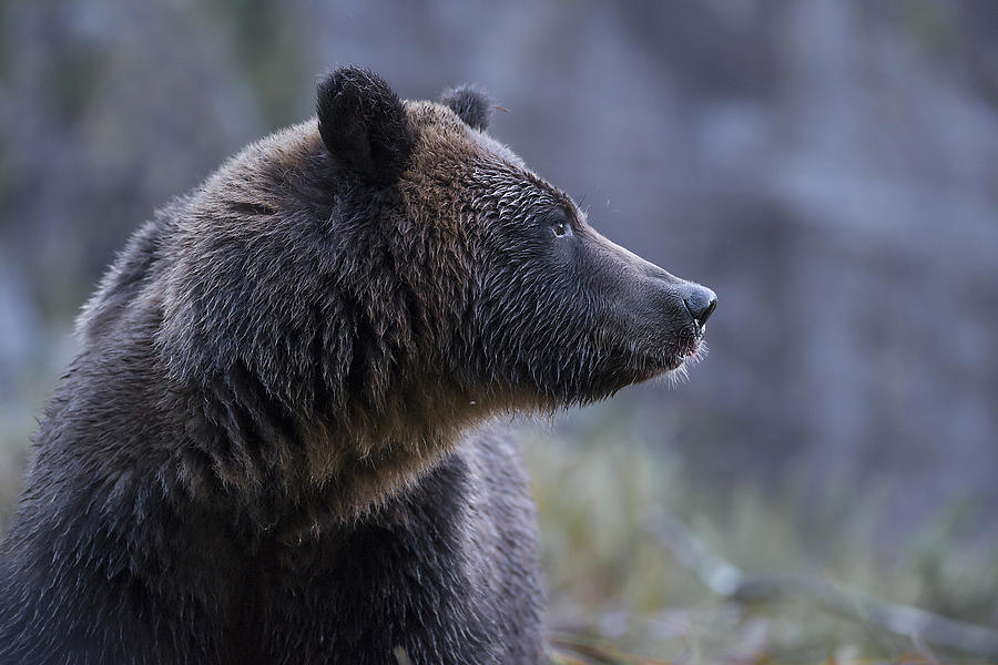 Portrait of a Grizzly Photograph by Bill Cubitt