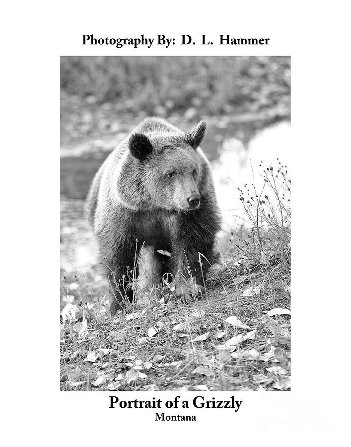 Portrait of a Grizzly Photograph by Dennis Hammer