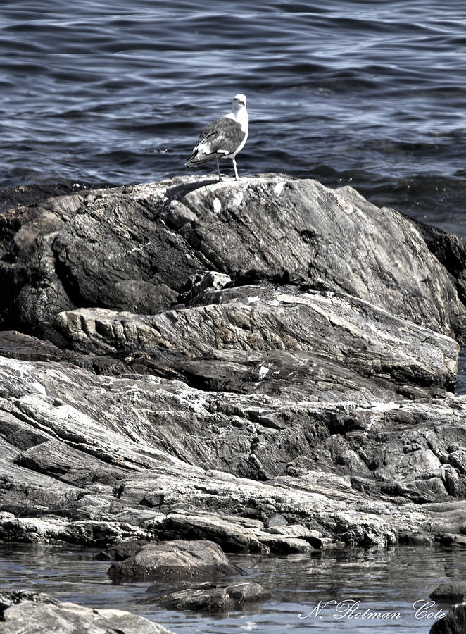 Portrait of a Gull Photograph by Natalie Rotman Cote