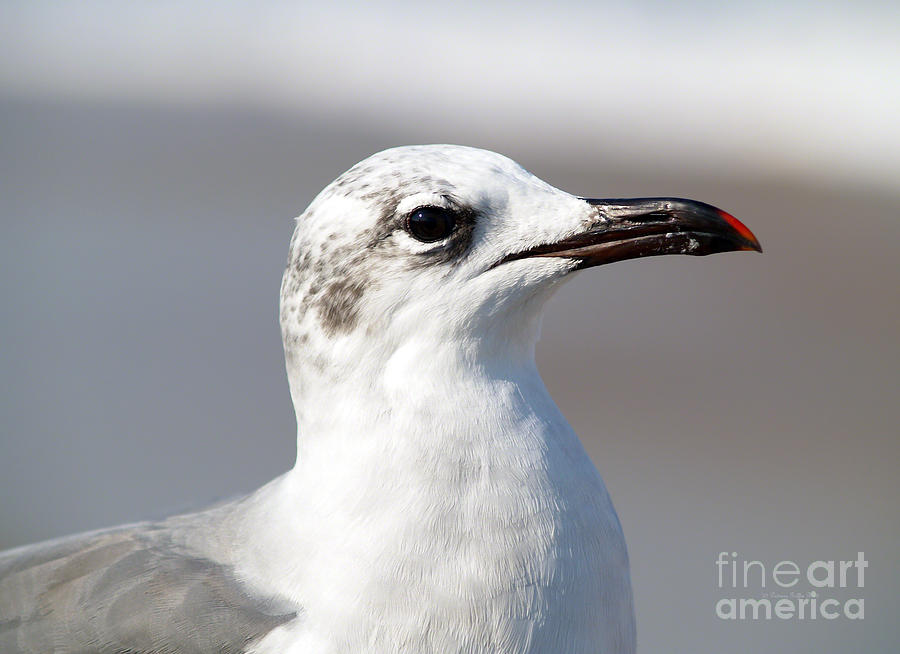 Portrait of a Gull Photograph by Patricia Griffin Brett