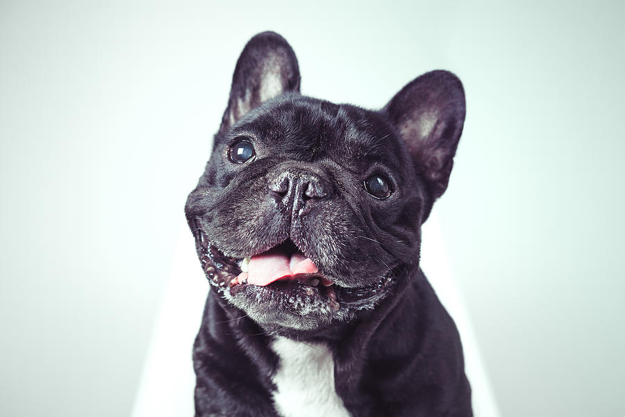Portrait Of A Happy Old French Bulldog Looking At Camera . . Photograph by Kiszon Pascal