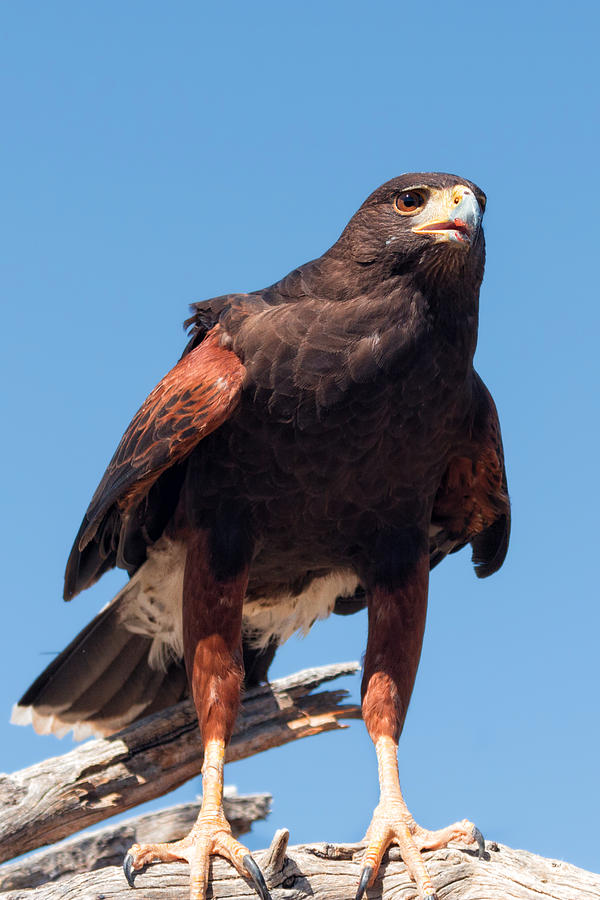 Portrait of a Harriss Hawk Photograph by Kathleen Bishop