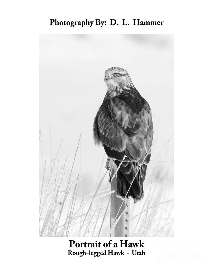 Portrait of a Hawk Photograph by Dennis Hammer