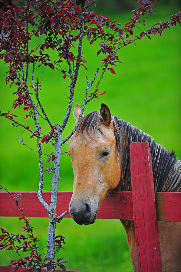 Portrait of a horse Photograph by Jim Boardman