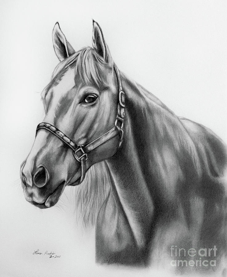 Portrait Drawing - Portrait of a Horse by Lena Auxier
