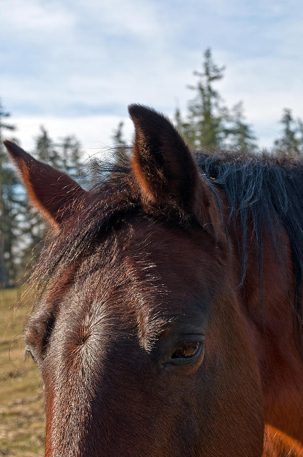 Portrait of a Horse Photograph by Tikvahs Hope