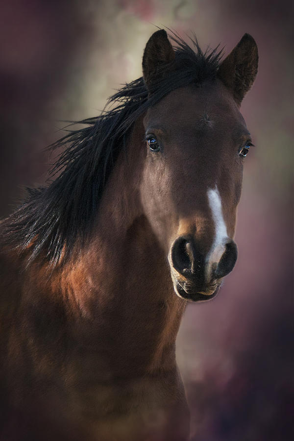 Horse Photograph - Portrait Of A Horse by Ronel BRODERICK