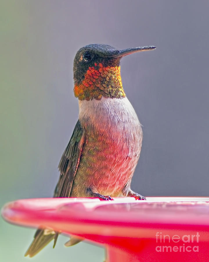Portrait of a Hummer Photograph by Gary Holmes