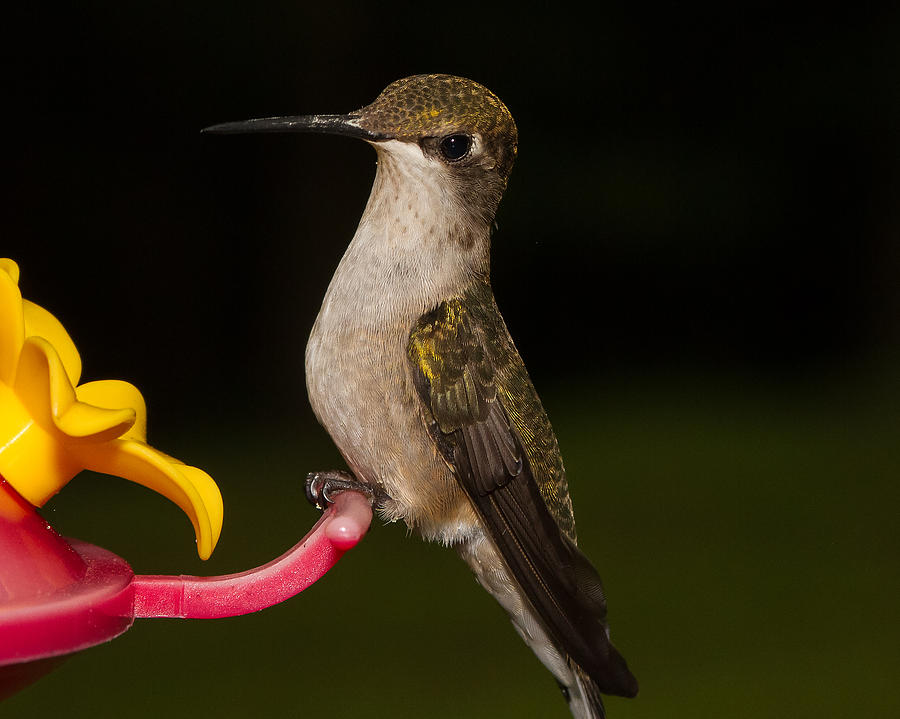 Portrait of a Hummingbird Photograph by Brian Caldwell