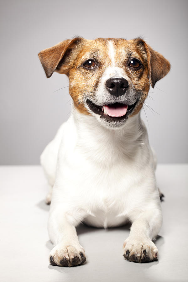 Portrait of a Jack Russel Terrier Photograph by Alvarez