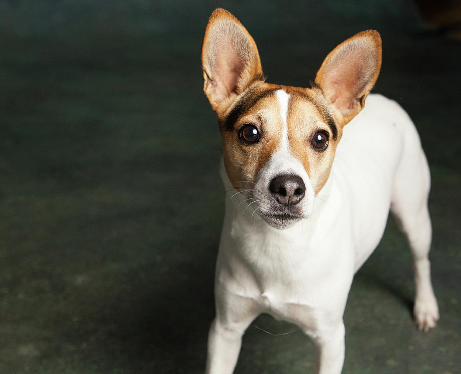 Portrait Of A Jack Russell Terrier Dog Photograph by Animal Images ...