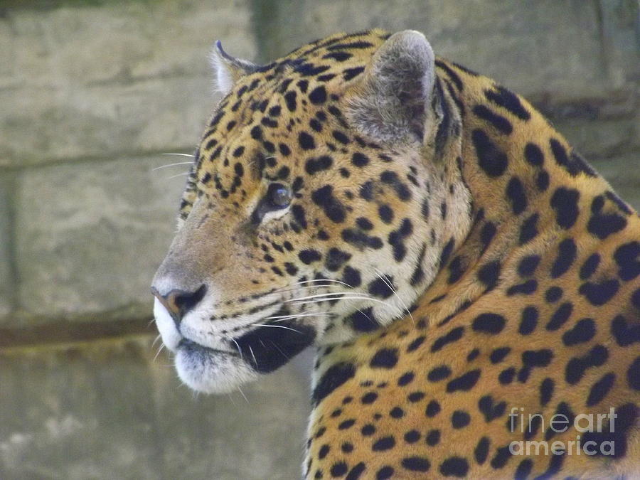 Portrait of A Jaguar Photograph by Lingfai Leung