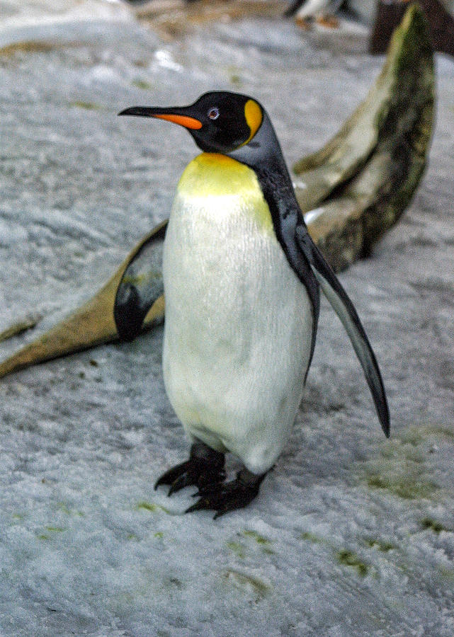 Portrait of a King Penguin Photograph by Linda Phelps