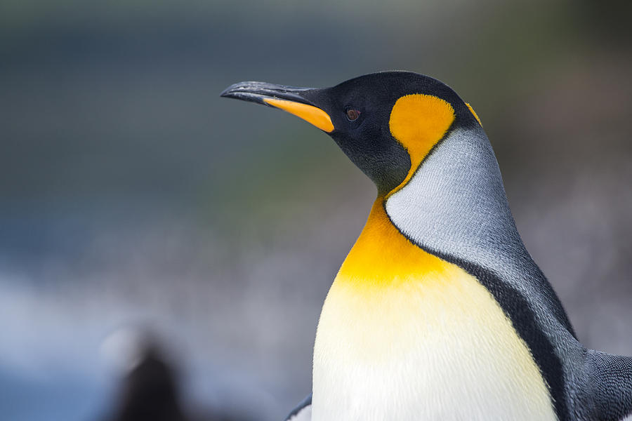 Portrait of a King penguin, Tierra del Fuego, Patagonia Photograph by Guenterguni