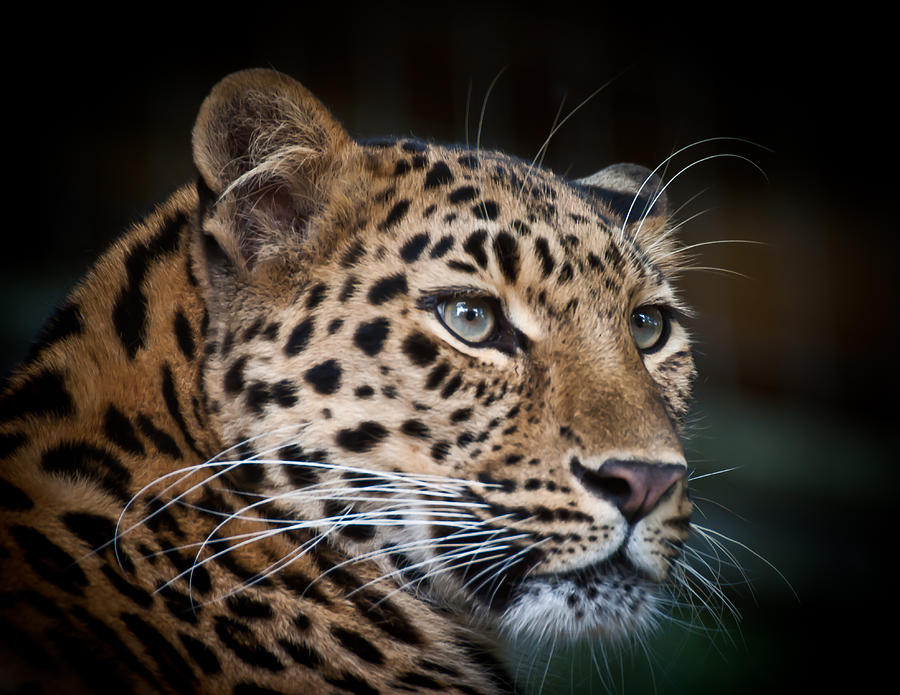 Portrait of a Leopard Photograph by Chris Boulton