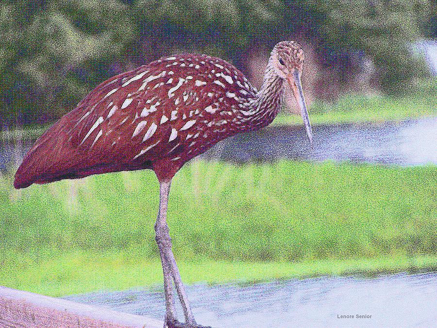 Feather Photograph - Portrait of a Limpkin by Lenore Senior