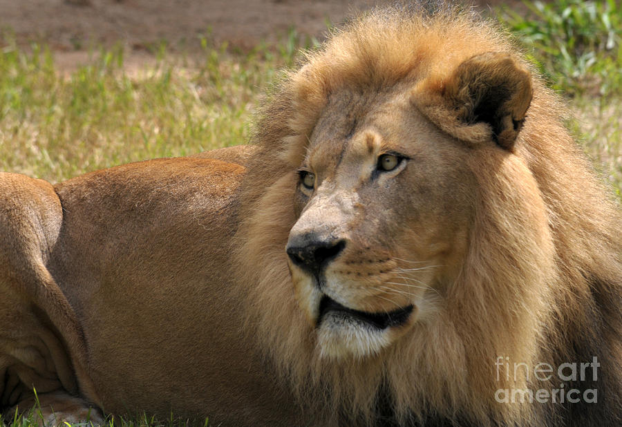 Portrait Of A Lion Photograph by Dan Holm