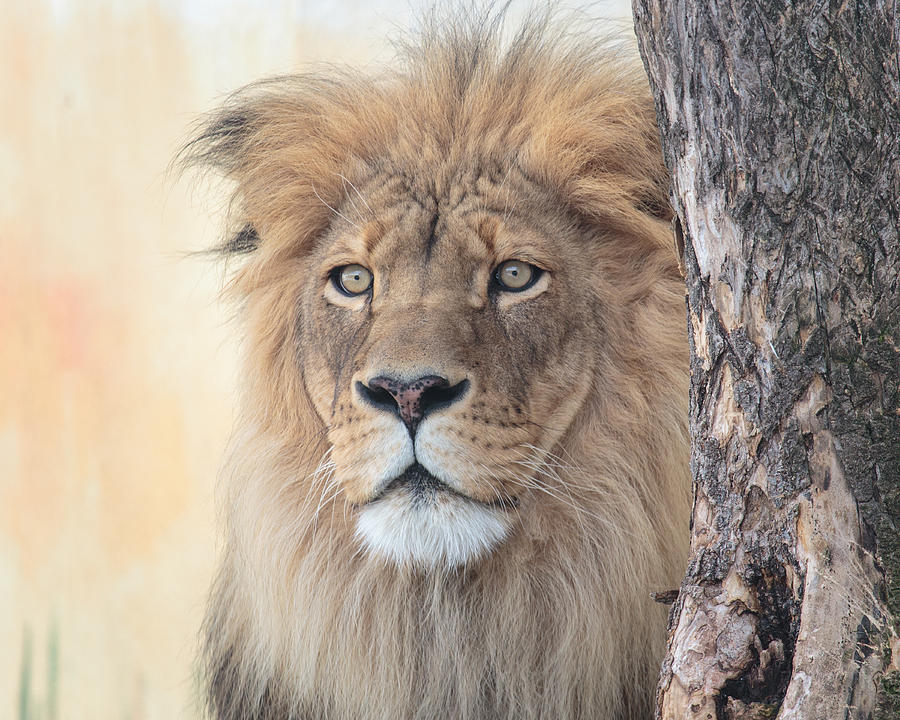 Portrait of a Lion Photograph by Everet Regal