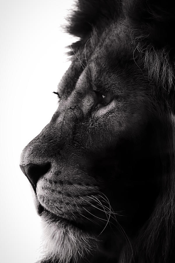 Portrait Of A Lion Photograph
