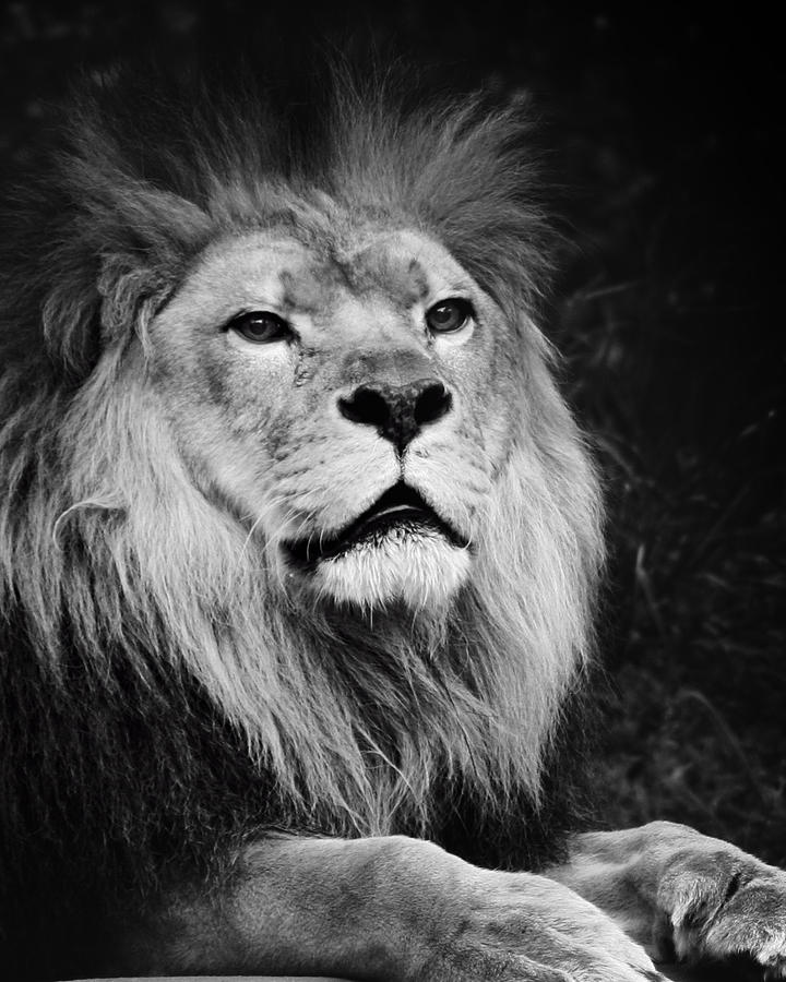 Portrait of a Lion Photograph by Ted Schroeder - Fine Art America