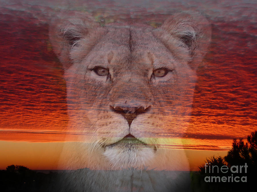 Portrait of a Lioness at the End of a Day Photograph by Jim Fitzpatrick