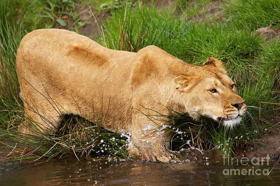 Lioness In The Water Photograph by Nick  Biemans
