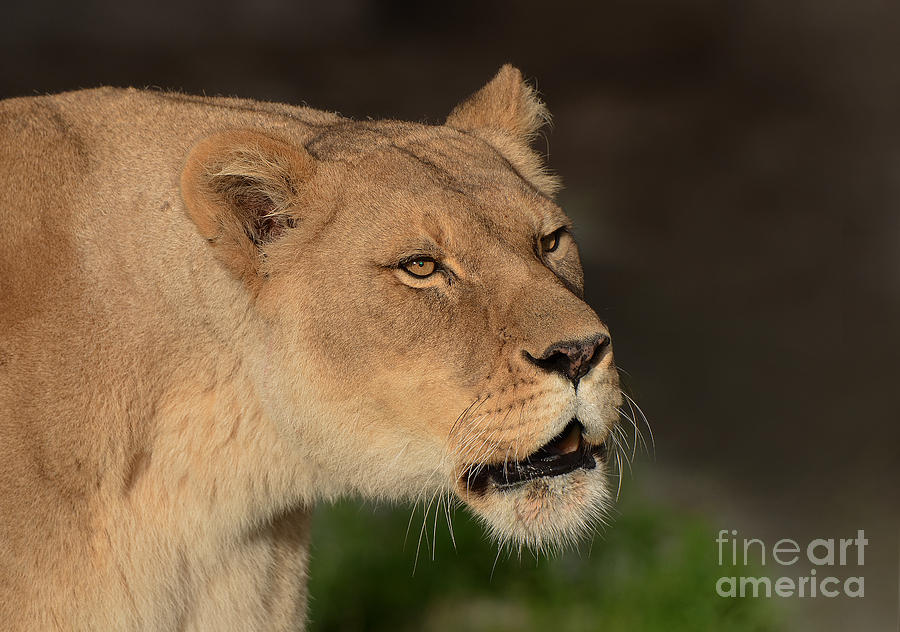 Lion Photograph - Portrait of a Lioness  by Jim Fitzpatrick
