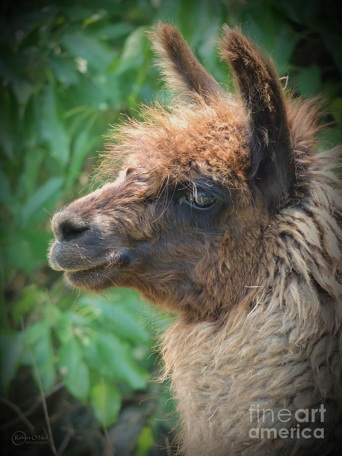 Portrait Of A Llama Photograph by Robert ONeil