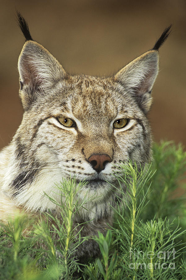 Portrait Of A Lynx Felis Lynx Wildlife Rescue Photograph