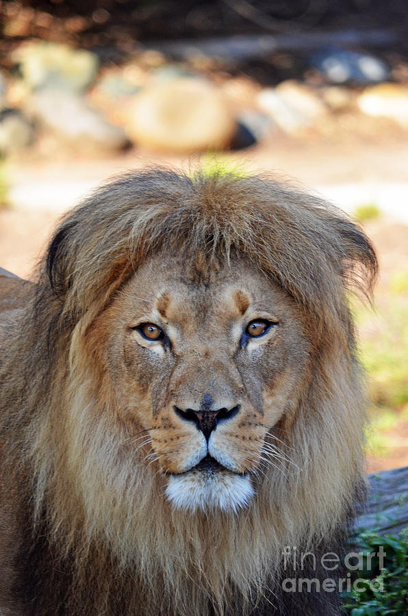 Lion Photograph - Portrait of a Male Lion by Jim Fitzpatrick