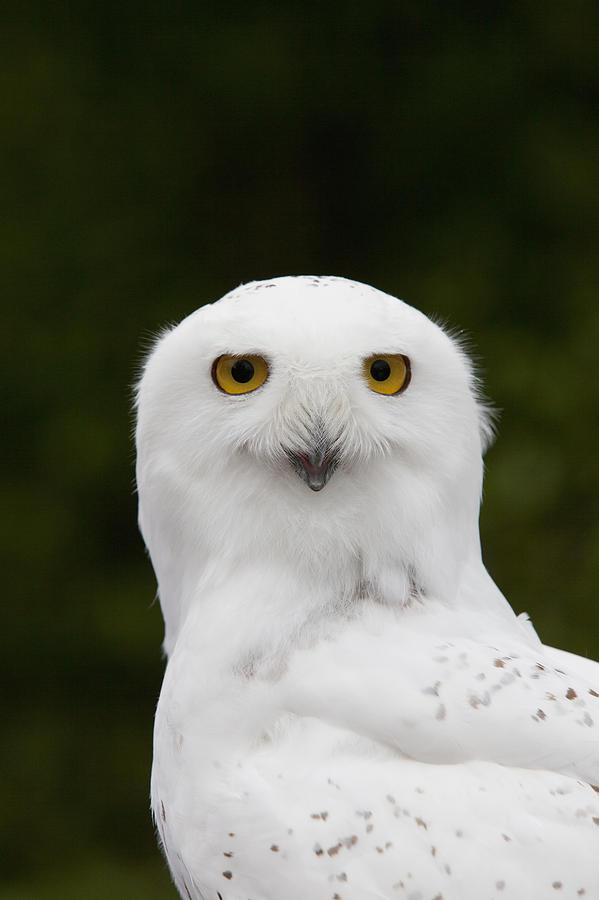 Portrait Of A Male Snowy Owl At Bird Photograph by Doug Lindstrand ...