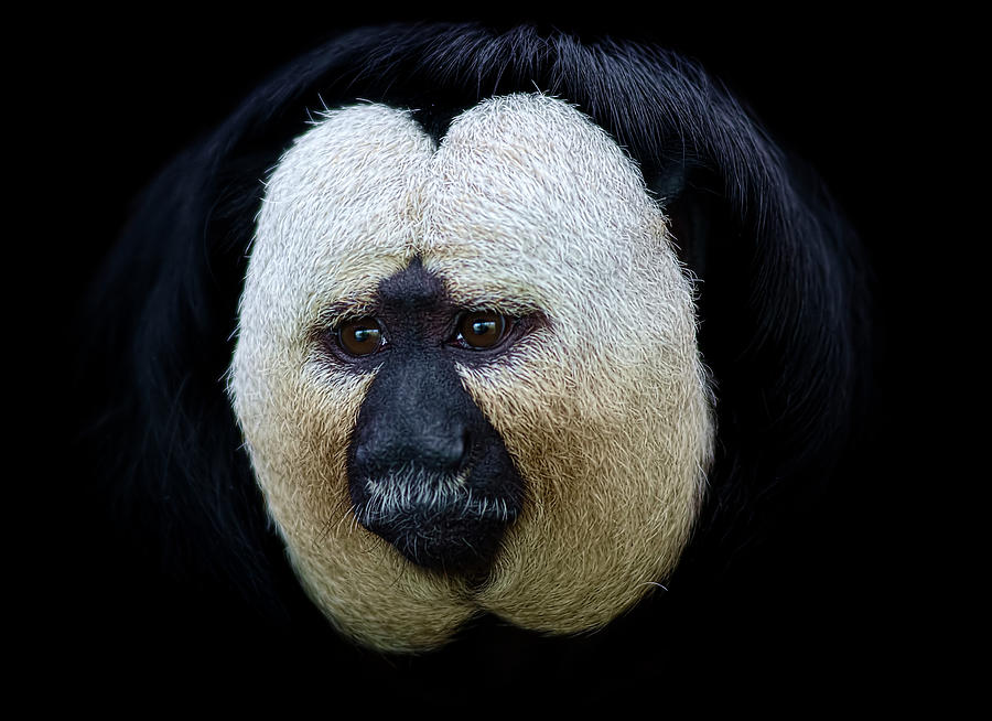 Portrait Of A Male White-faced Saki Photograph by Photo By Steve Wilson