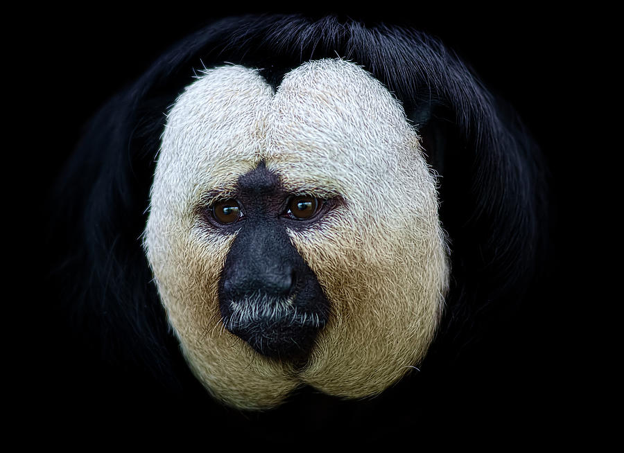 White-faced Saki