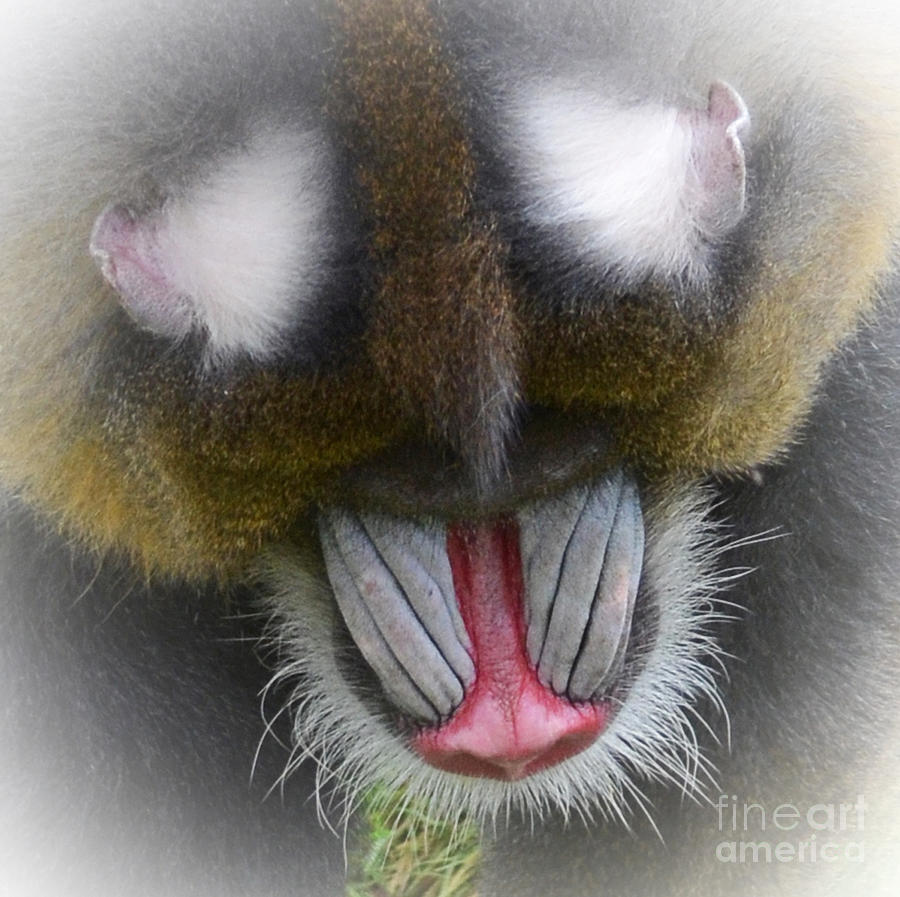 Portrait of a Mandrill Fade to White  Photograph by Jim Fitzpatrick