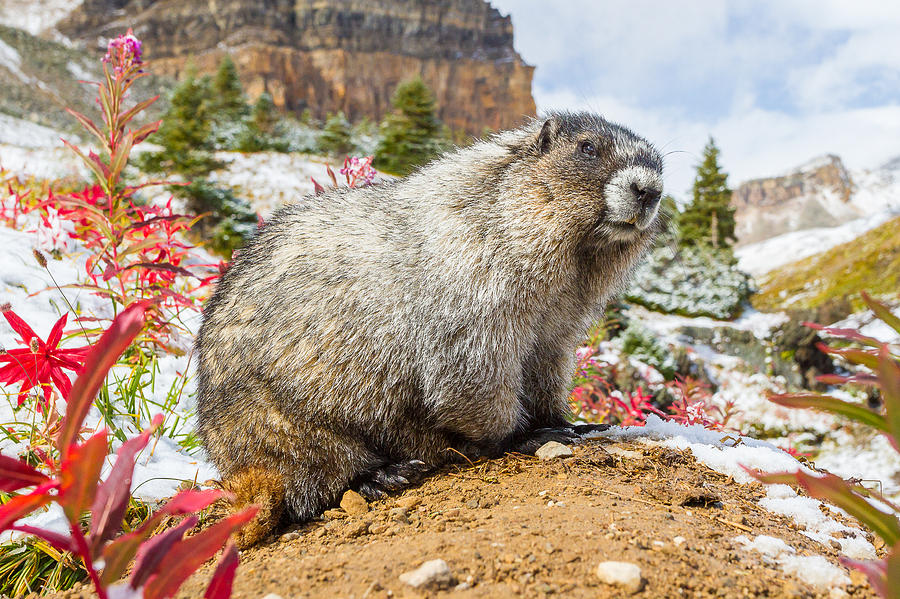 Portrait Of A Marmot Photograph by Kevin Annala - Fine Art America