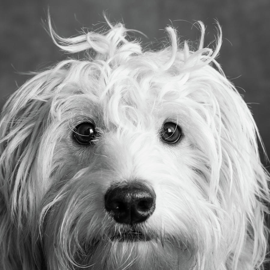 Portrait Of A Mini Golden Doodle Dog Photograph by Animal Images