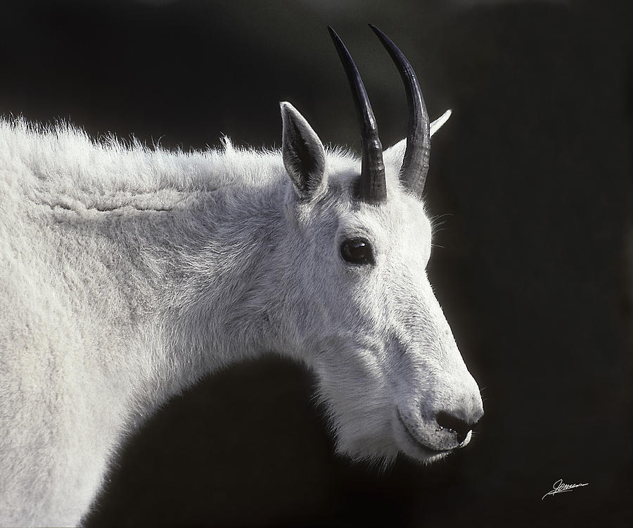 Portrait of a Mountain Goat Photograph by Phil Jensen