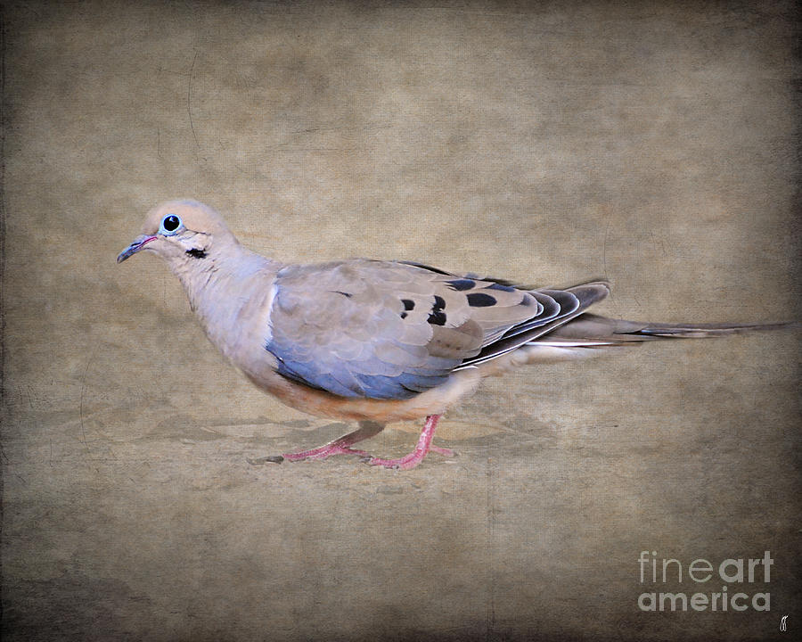 Portrait of a Mourning Dove Photograph by Jai Johnson