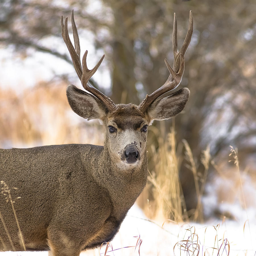 Portrait of a Mule Deer Photograph by Garett Gabriel | Fine Art America