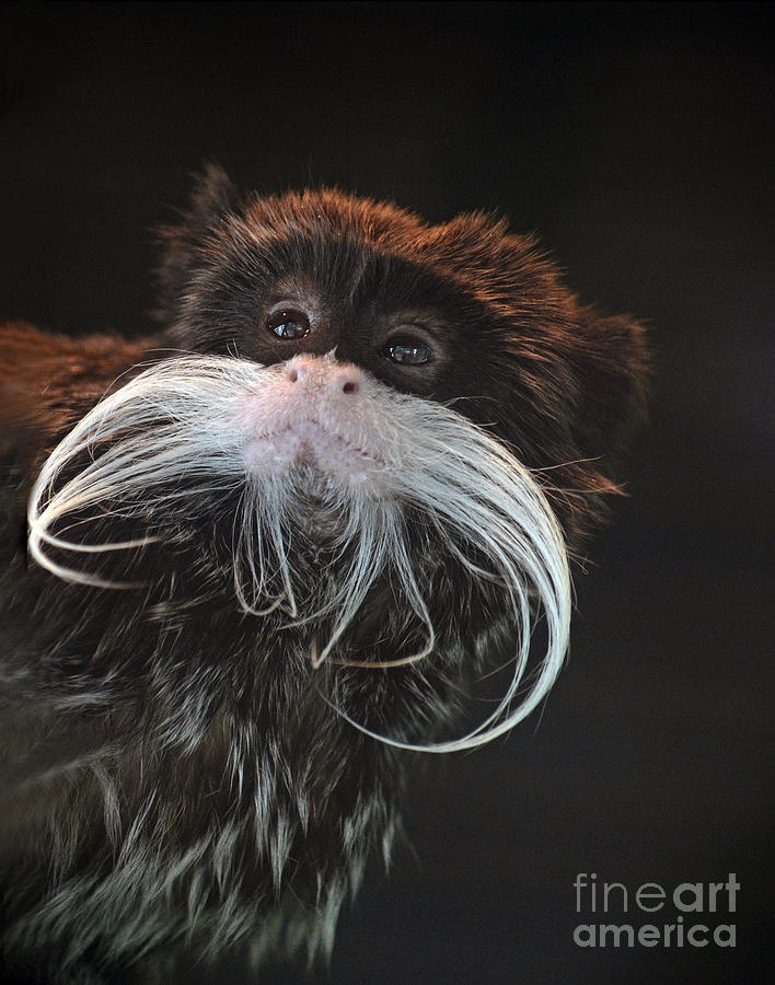 Monkey Photograph - Portrait of a Mustachioed Tamarin  by Jim Fitzpatrick
