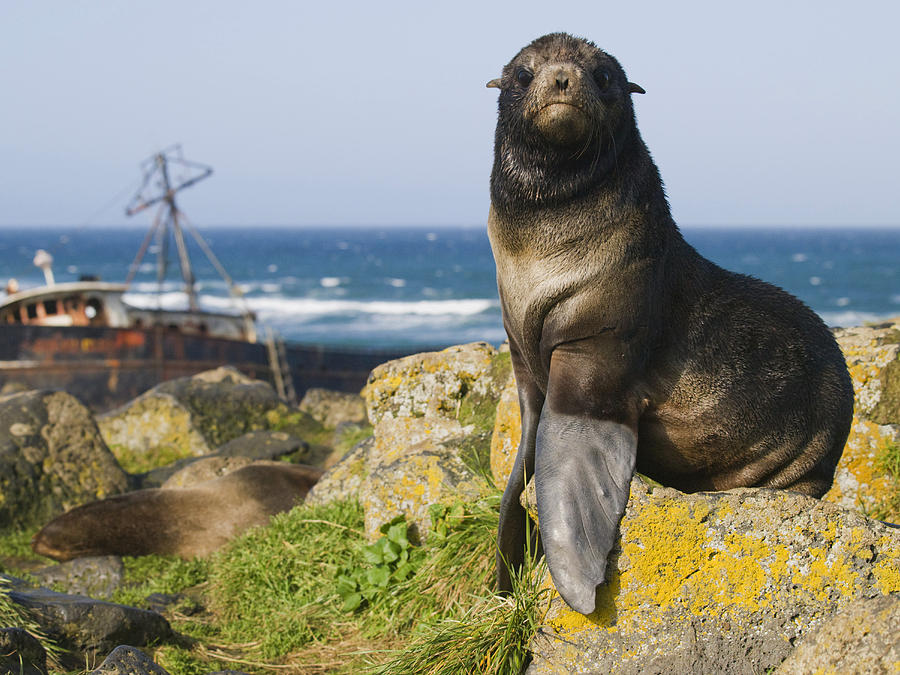 Portrait Of A Northern Fur Seal Photograph by John Gibbens - Pixels