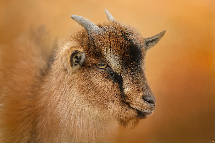 Goat Photograph - Portrait Of A Nubian Dwarf Goat by Jai Johnson