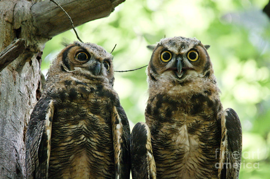 Nature Photograph - Portrait of a Pair of Owls by Cheryl Baxter
