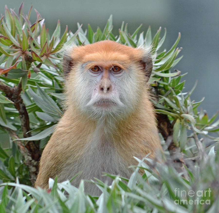 Portrait of a Patas Monkey Photograph by Jim Fitzpatrick